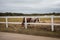 Brown and grey thoroughbred horses looking over a wooden rail fence