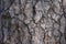 brown grey tree bark pattern