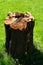 Brown and grey trunk of a felled tree casting a shadow against a background of green grass and flowers.