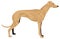 brown greyhound runner dog animal vector illustration transparent background