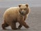 Brown grizzly bear baby cub wildlife running