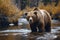 brown grizzly bear catch fish in forest river in spring