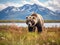 Brown Grizzly Bear Grazing in Katmai