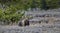 Brown grizzly bear lifts head and sniffs air in Yellowstone National Park