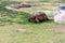 Brown Grooved Tortoise, African Spurred Tortoise or Geochelone sulcata crawling on grassland slowly