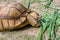 Brown Grooved Tortoise, African Spurred Tortoise or Geochelone sulcata eating  green reeds on grassland slowly in the zoo