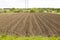 Brown ground plowed field, harrow lines. Arable background. A freshly ploughed field