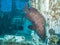 A Brown Grouper Epineephelus marginatus on a Shipwreck