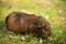 A brown guinea pig eating and munching on grass on a lawn outside on a sunny day