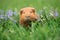 Brown guinea pig posing outdoors