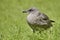 Brown gull in the green grass