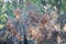 Brown gum tree leaves burnt by bushfire in regional Australia