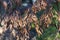 Brown gum tree leaves burnt by bushfire in regional Australia