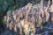 Brown gum tree leaves burnt by bushfire in regional Australia