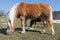 Brown Haflinger horses