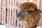 Brown hair alpaca
