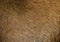 Brown hair goat skin - real genuine natural fur, free space for text. Goat fur close up. Texture of a light brown animal fur coat.