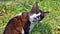 Brown-haired cat eats grass