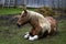 A brown-haired horse resting in a pens with a bucket of manure