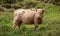 Brown haired longhorn Highland cow, also called Highland coo, photographed roaming on grassy hills on the Isle of Skye Scotland UK