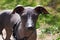 Brown Hairless Xoloitzcuintli, puppy. Xoloitzcuintle , Mexican Hairless Dog. Close up rare breed of dog