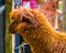 Brown hairy alpaca in close up with its head, cute and adorable farm animals, tropical specie from America