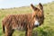 Brown hairy breed of donkey on a meadow, cute, funny hairstyle