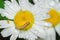 Brown hairy caterpillar on a yellow daisy flower cover in dew drops