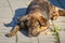 Brown hairy, cute dog, mongrel is lying on the sidewalk