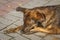 Brown hairy, cute dog, mongrel is lying on the sidewalk, close-up