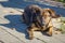 Brown hairy, cute dog, mongrel is sitting on the sidewalk