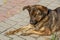 Brown hairy, cute dog, mongrel is sitting on the sidewalk, close-up