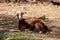 Brown hairy goat Capra aegagrus hircus lying on the grass with dry palm branches around, UAE