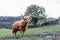 Brown hairy highland cattle with long horns standing on a field with a tree in the background