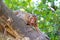 Brown hairy monkey climbing a tree with roaring
