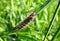 Brown hairy track on green grass , Lithuania