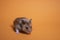 Brown hamster mouse isolated on orange background. pet, pest