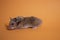 Brown hamster mouse isolated on orange background. pet, pest