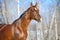 Brown Hanoverian horse stallion portrait