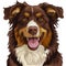brown happy australian shepherd dog front view portrait icon on a white in cartoon sketch style