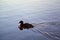 Brown hardhead duck swimming in calm water at sunset