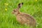 Brown Hare