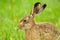 Brown Hare eating grass