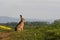 Brown hare (lepus europaeus)