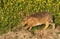 A Brown Hare, Lepus europaeus in a field with a buttercup background.