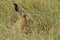 Brown Hare Lepus europaeus leveret hiding in the grass.