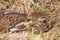 Brown Hare (Leveret)