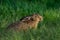 Brown hare in the meadow