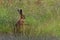 Brown Hare in meadow, shadow boxing, wet from bathing in puddle