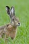 Brown hare portrait